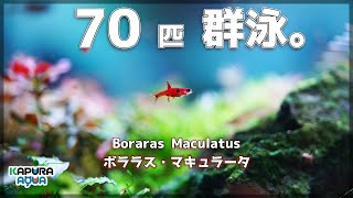 アクアリウム 超小型美魚 ボララスマキュラータの魅力！70匹で群泳させたい！Dwarf Rasbora Boraras maculatus [upl. by Nattirb581]