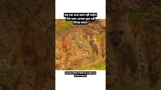 जब तक ऊपर वाला नहीं चाहता तब तक आपका कौन क्याबिगाड़ सकता हैmotivation trnding shorts animals yt [upl. by Dorri]