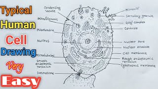 Draw And Label A Typical Human Cell  How to Draw a Human Cell Step by Step [upl. by Osy]