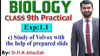 Study of Volvox with the help of prepared slide  9th biology practical  Exp11 part2 c [upl. by Arette]