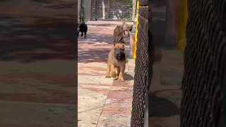 Top Presa Canario Kennel India 💥 shorts presacanario presacanariotraining viral trending [upl. by Eluj555]