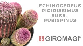 Echinocereus rigidissimus subs rubispinus [upl. by Nnairac]