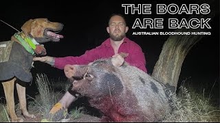 THE BOARS ARE BACK  WESTERN NSW  AUSTRALIAN BLOODHOUND HUNTING [upl. by Neyugn147]