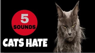 5 Sounds That Disturb Cats  HATE [upl. by Dragon]