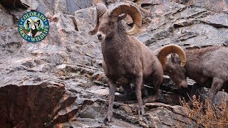 Livin the Wildlife Bighorn Sheep in Colorado [upl. by Newbold]