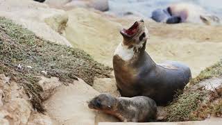 quotSeal Secrets Discovering the Fascinating World of Marine Mammalsquot Beautiful Mammals Seal facts [upl. by Gault]