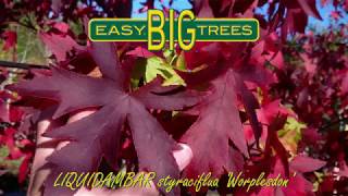 LIQUIDAMBAR styraciflua Worplesdon [upl. by Daveen]