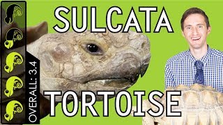 Sulcata Tortoise The Best Pet Turtle [upl. by Lindholm142]