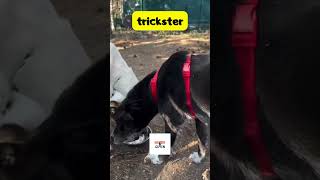 trickster shorts funny funnyanimals keşfet [upl. by Aoht]