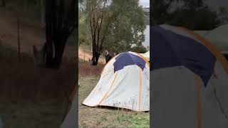 Camping Reflections Wyangala Waters  Holiday Park camping lakeview lakeside [upl. by Gough]