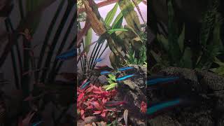 Apistogramma cacatuoides eats Neocaridina davidi [upl. by Doxia]