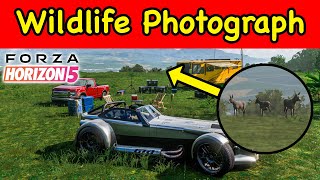 Forza Horizon 5 DONKEY Photo Challenge  Take a wildlife photograph near the camera equipment [upl. by Ayekin]