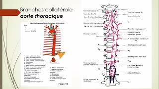 7  Aorte et Artère pulmonaire 7 [upl. by Aurelia]