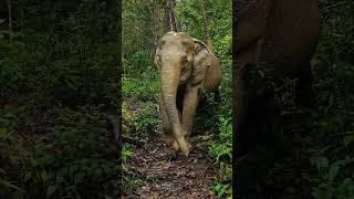 Sudjai our 60 year old ex logging elephant still loves the forest Hidden Forest Elephant Reserve [upl. by Inanuah]