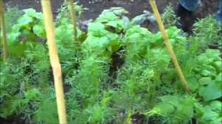 Houmas House Gardens  Mexican Mint [upl. by Eixor]