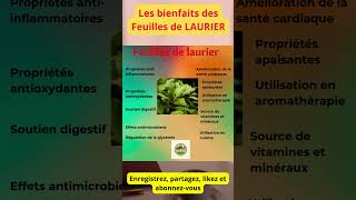 Les Bienfaits Surprenants des Feuilles de Laurier [upl. by Aivuy]