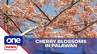 ‘Cherry blossoms’ bloom in Palawan [upl. by Inail]