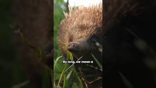 Extinct Mammals Rediscovered facts history learning nature earth animal rainforest rain [upl. by Mide845]