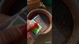 How to grow kochia from seeds shorts plants kochia [upl. by Ylloh]