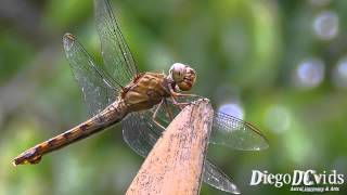 Dragonfly Orthetrum Brown species Anisoptera  Libellulidae SC Brasil [upl. by Nymassej]