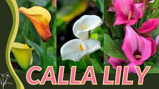 The Beginners Guide to CALLA LILY Zantedeschia aethiopica quotArum Lilyquot 💐💐💐 [upl. by Yrahca508]