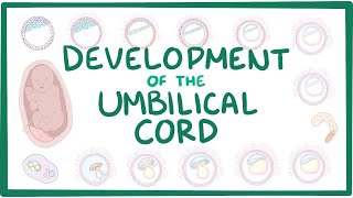 Development of the umbilical cord [upl. by Akimat318]