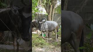 WILDEBEEST  NYUMBU   4KUHD Video Tanzania WANYAMAPORI Sabasaba 2023 [upl. by Nevai424]