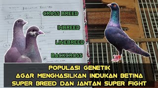 Populasi GenetikKawin Silang Mencetak Indukan Betina Superbreed Dan Jantan Superfight [upl. by Swanson502]