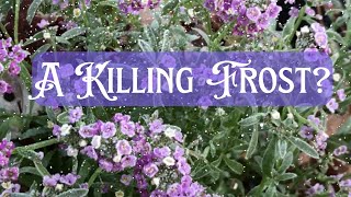 Frost proof flowers Plants that still look great after a hard frost zone 6 cottage garden vlog [upl. by Laekim454]