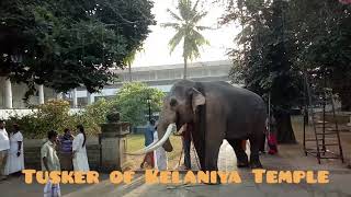 Kandula Tusker of Kelaniya Temple කණ්ඩුල ඇතා [upl. by Peoples272]