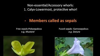 Polysepalous and Gamosepalous Flowers  Calyx  Sepals  NEET 11th CBSE BIOLOGY [upl. by Salim]