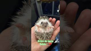 Tiernos erizos de tierra bebés ♥️ love music pets animals chile tiktok shorts fyp hedgehog [upl. by Mell]