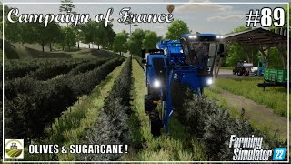 Harvesting OLIVES amp SUGARCANE   89 CAMPAIGN OF FRANCE  FS22  PS5 [upl. by Holt]