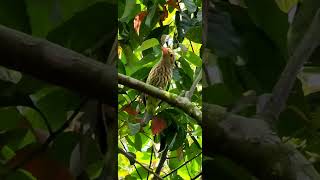 Lineated Barbet [upl. by Anielram]