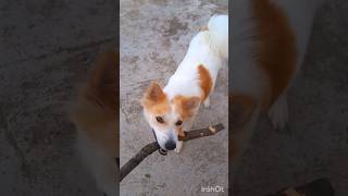 chor tintinyoutubeshorts youtube doglover ytshorts shortvideo shorts shorcute dog like [upl. by Yllut875]