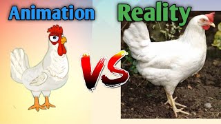 Animation versus Reality manok na pula [upl. by Aneen694]