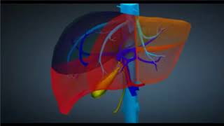 La segmentation hépatique [upl. by Milt]