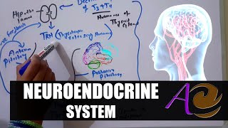 Neuroendocrine System  Endocrinology Lecture 04 [upl. by Moyers]