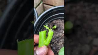 How to grow callaloo callaloo [upl. by Marih]