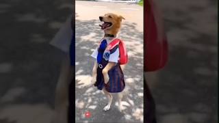 Super cute cat and puppy dance short dog dance catdance funnyvideo realfoolsteamfunny [upl. by Martainn434]