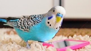 Budgie singing to mirror  Parakeet Sounds [upl. by Ziegler904]