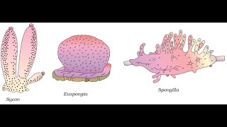 Phylum Porifera Phylum Coelenterata [upl. by Isidor]