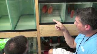 How to Breed Discus Fish  Wetpets amp Friends  Video by AmericanReef [upl. by Craven]