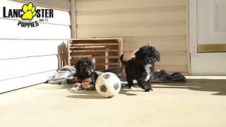 Sweet Miniature Poodle Puppies [upl. by Ahsilra]