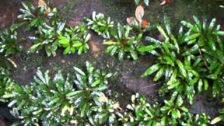 Bucephalandra sp from Sanggau Utara1 [upl. by Luelle768]