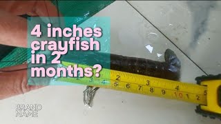 Crayfish 4 inches in 2 months ningzleafygreens9070 [upl. by Firahs]