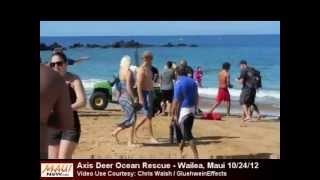 Axis Deer Ocean Rescue Maui video use courtesy Chris Walsh [upl. by Ayra]