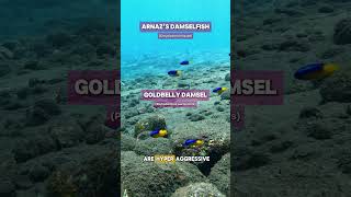 Aggressive little Blue and Yellow Damselfish in the wild shorts nature ocean fish aquarium [upl. by Decrem]