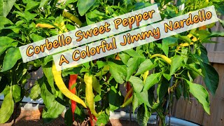 New Variety Corbello Sweet Pepper [upl. by Merideth]