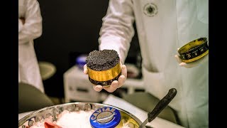 How CAVIAR is made Exclusive visit of the OLDEST SUSTAINABLE STURGEON FARM in the world [upl. by Kcered184]